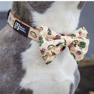 Collar and bow -Taco Fiesta